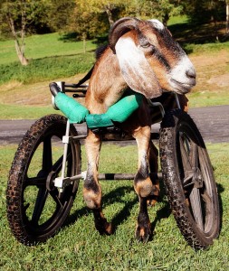 atlas on wheels
