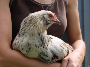 DSC04535