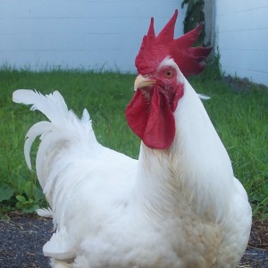 Phyllis4 square