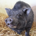 animal rescue, pot belly pig, pig, catskill animal sanctuary