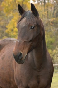 catskill animal sanctuary, horse rescue, horse, farm animal rescue