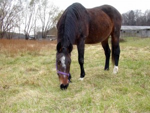 catskill animal sanctuary, animal rescue, horse rescue, rescue animal, horses