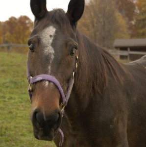 catskill animal sanctuary, animal rescue, rescue animal, horses, horse rescue