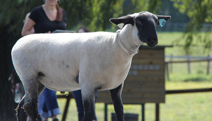 catskill animal sanctuary, farm animal rescue, animal rescue