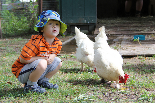 Young visitor greets chickens saved from slaughter at Kaporos ritual in NYC.