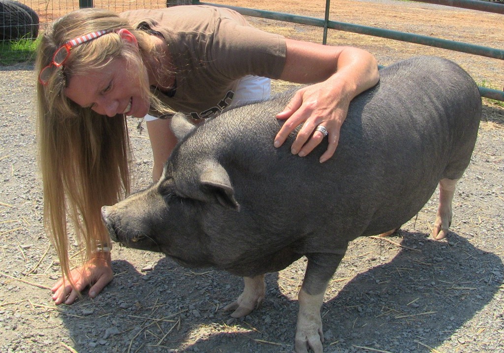 vegan, pig, catskill animal sanctuary, animal rescue