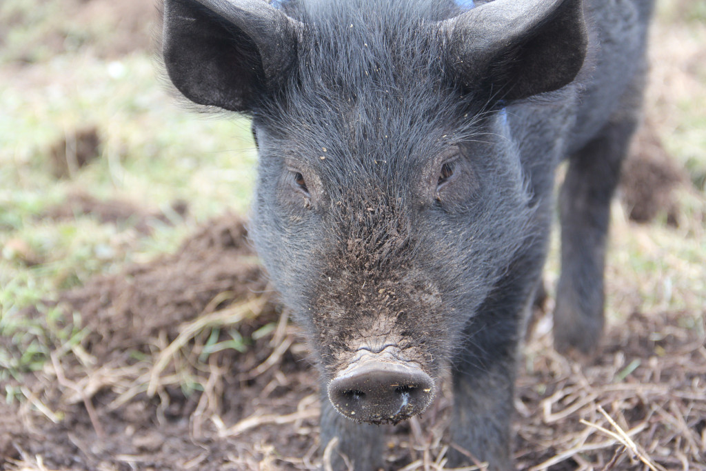 Meet The Animals Catskill Animal Sanctuary meet-the-animals-catskill-animal-sanctuary