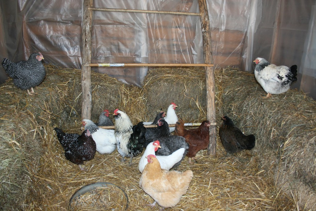 Fifteen Abandoned Chickens Find Sanctuary at CAS Catskill Animal
