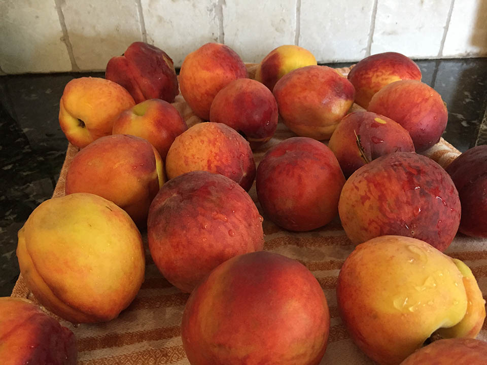 What's in Season Now Peaches Catskill Animal Sanctuary