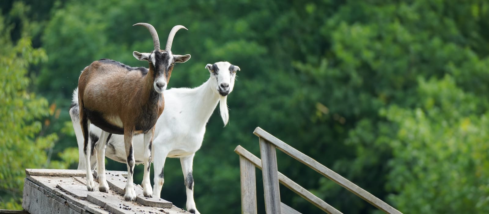 Ready, Set, GOAT! <br> 5th Annual Goat Games Competition <br> Begins Sept. 5th