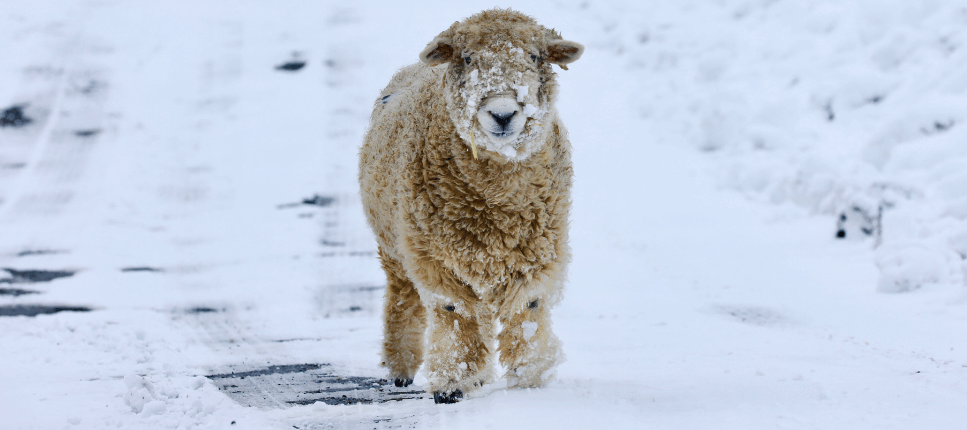 Make A Special <br> End-of-Year Donation