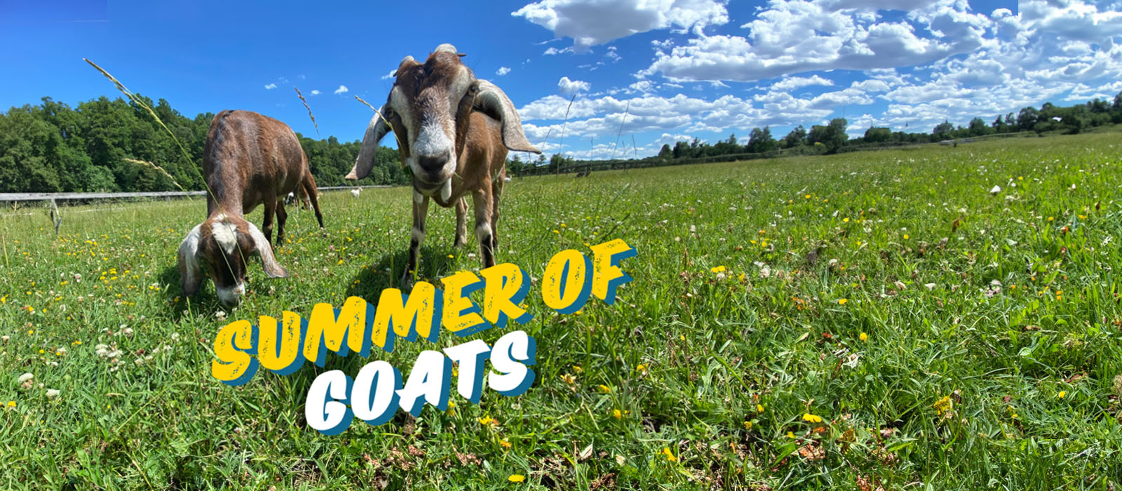 Saturday, September 28, 4:30-6:30 <br> Food, drink, and silly goats!