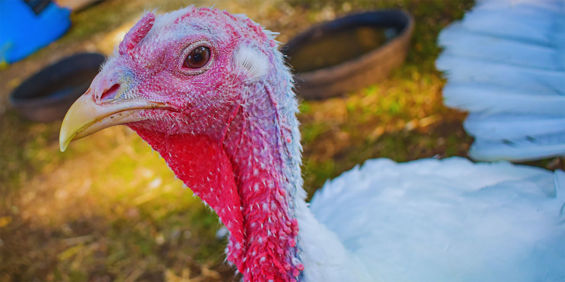 Save a Turkey (or Bird!) This Thanksgiving