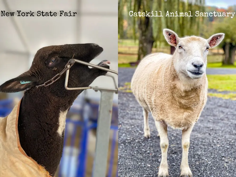 Catskill Animal Sanctuary Joins Coalition to Advocate Against Animal Exploitation At State And County Fairs