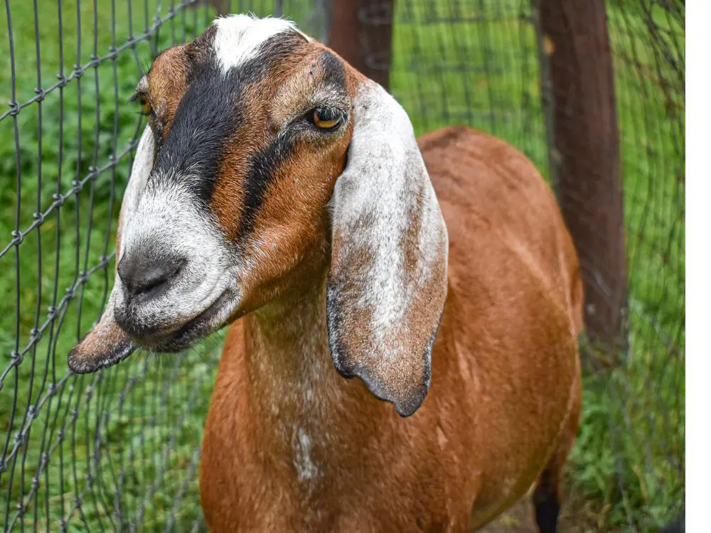 The Ultimate Sanctuary Showdown — The 4th Annual Goat Games Are Here!