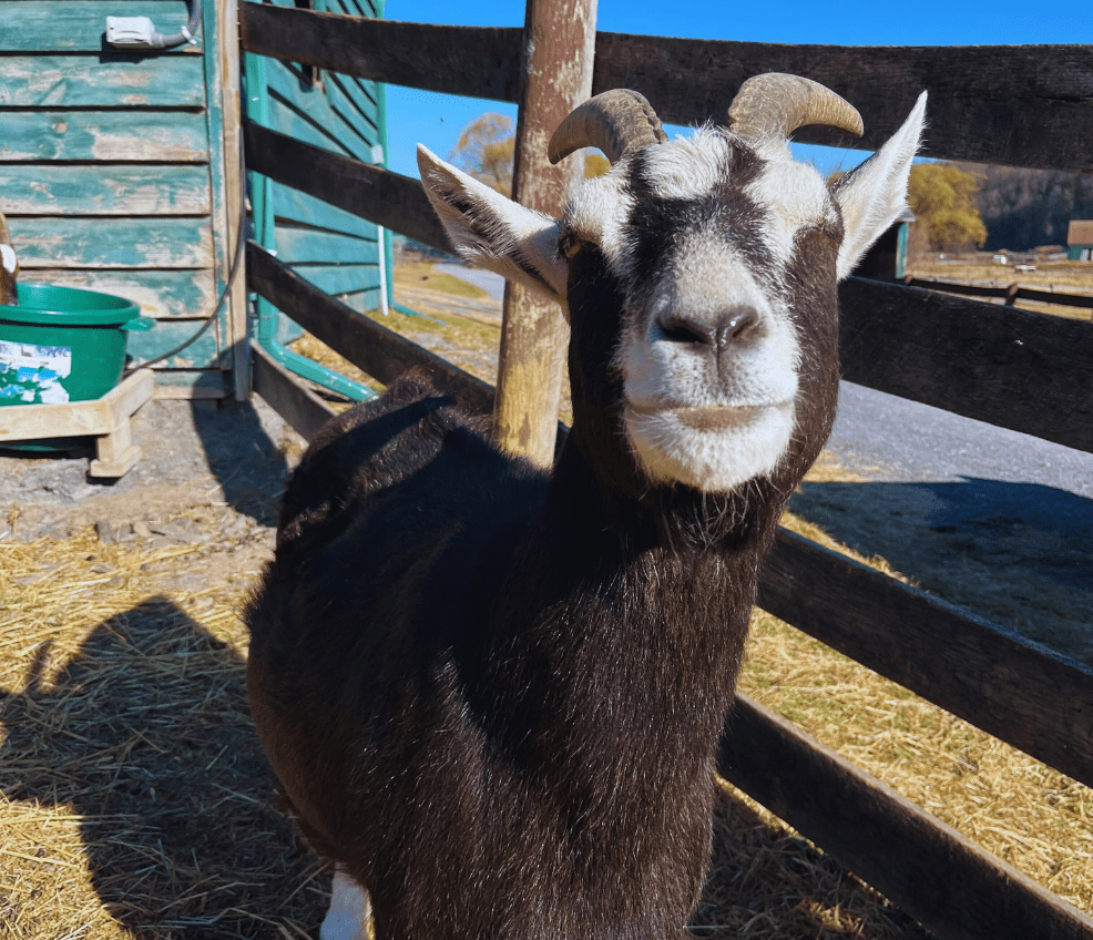 The goats of Catskill Animal Sanctuary. Children and adults can visit and take tours with the animals to learn about animal justice, animal welfare, animal rights, and going vegan.