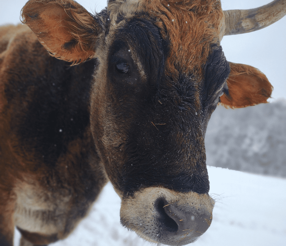 Calvin the cow in the snow at Catskill Animal Sanctuary of the Hudson Valley in Saugerties, New York. Calvin is an animal rescue, we strive to give him the best life. Animal rights and vegan lifestyles are key to our mission.