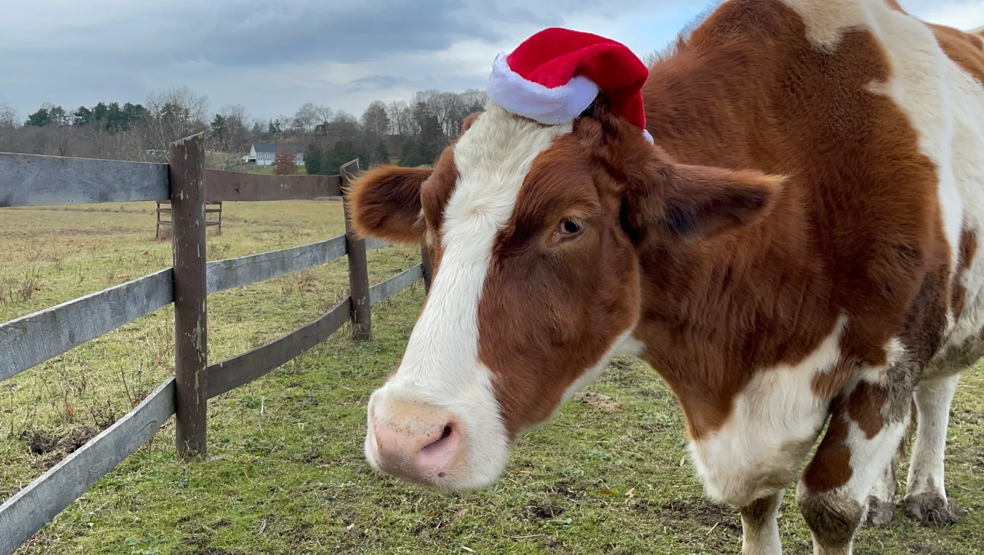 Carols with the Cows <br> December 14th