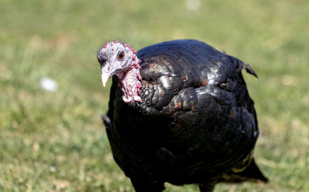 Give Thanks to All Birds This Holiday Season: Sponsor a Turkey, Chicken, Duck, or Goose at Catskill Animal Sanctuary