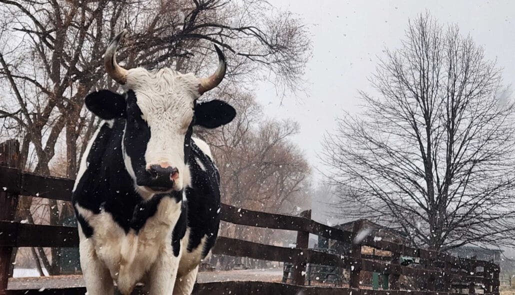 A rescued cow on the animal sanctuary.