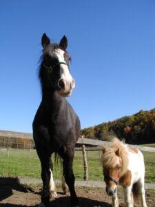 Ted and Dino grazing