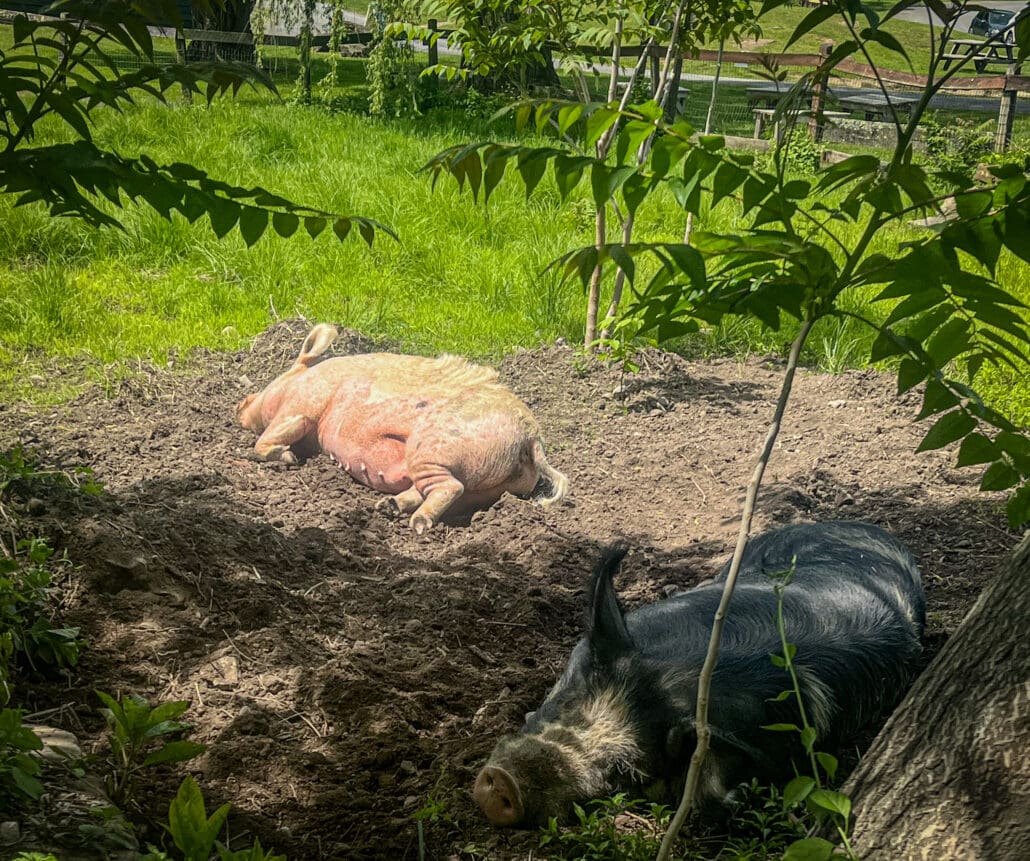 A More Compassionate Fourth: Ditch The Fireworks & Leave Pigs Off Your BBQ