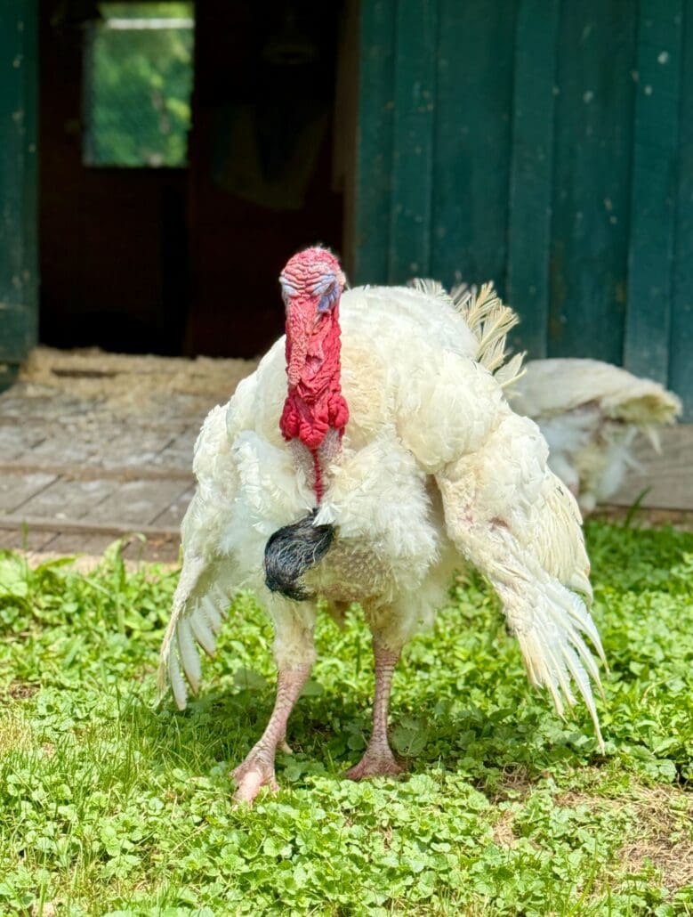 Jess and Schmidt: Rescued Turkeys Find Their Forever Homes at Catskill Animal Sanctuary