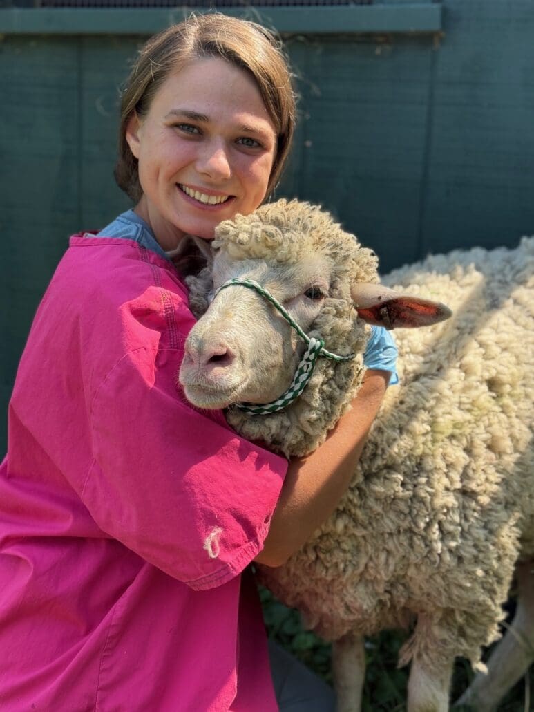 Rescued sheep Bernadette here at Catskill Animal Sanctuary in the Hudson Valley, only two hours north of Manhattan.