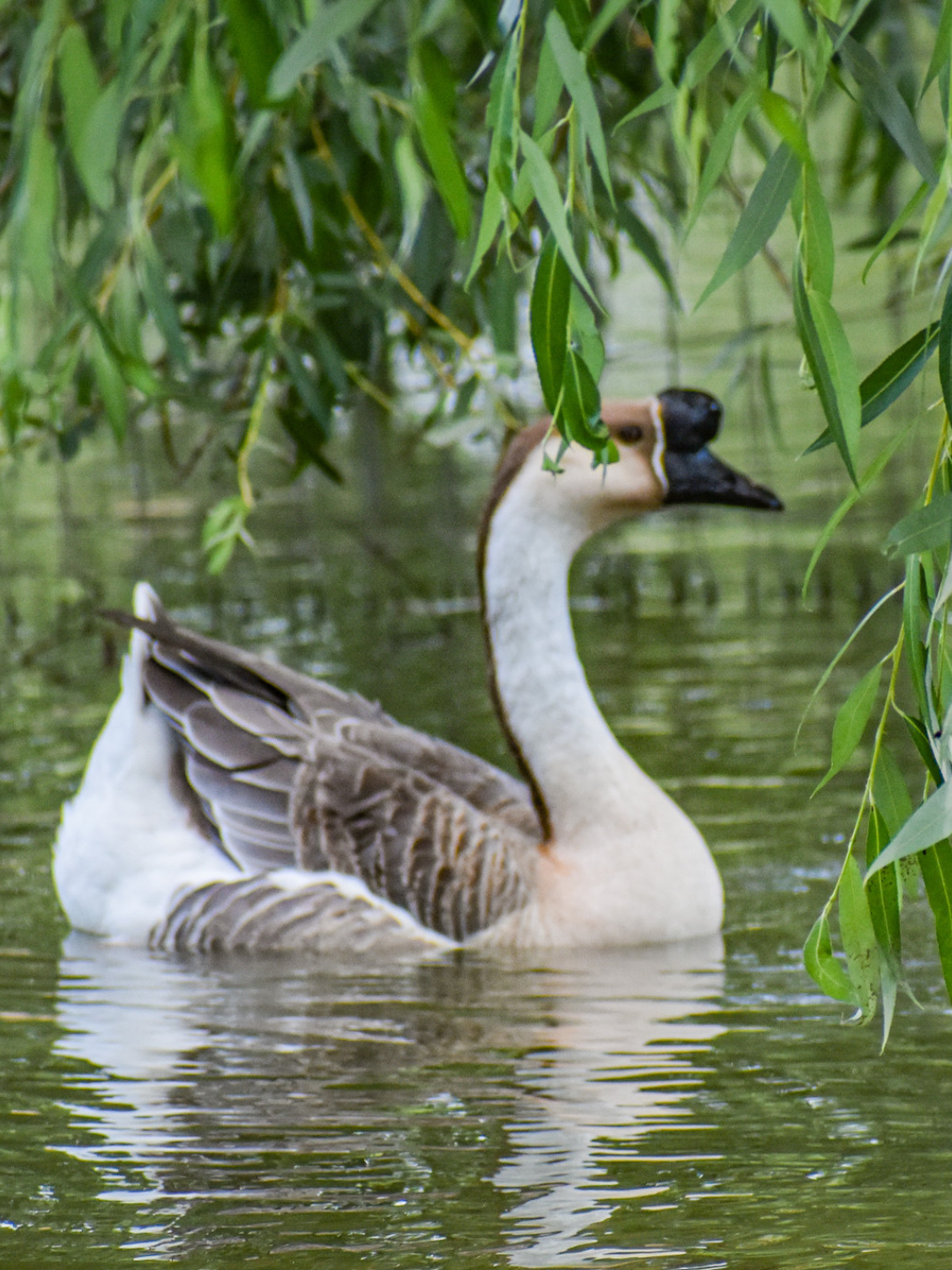 Gilbert the goose floating in the pond here at Catskill Animal Sanctuary.