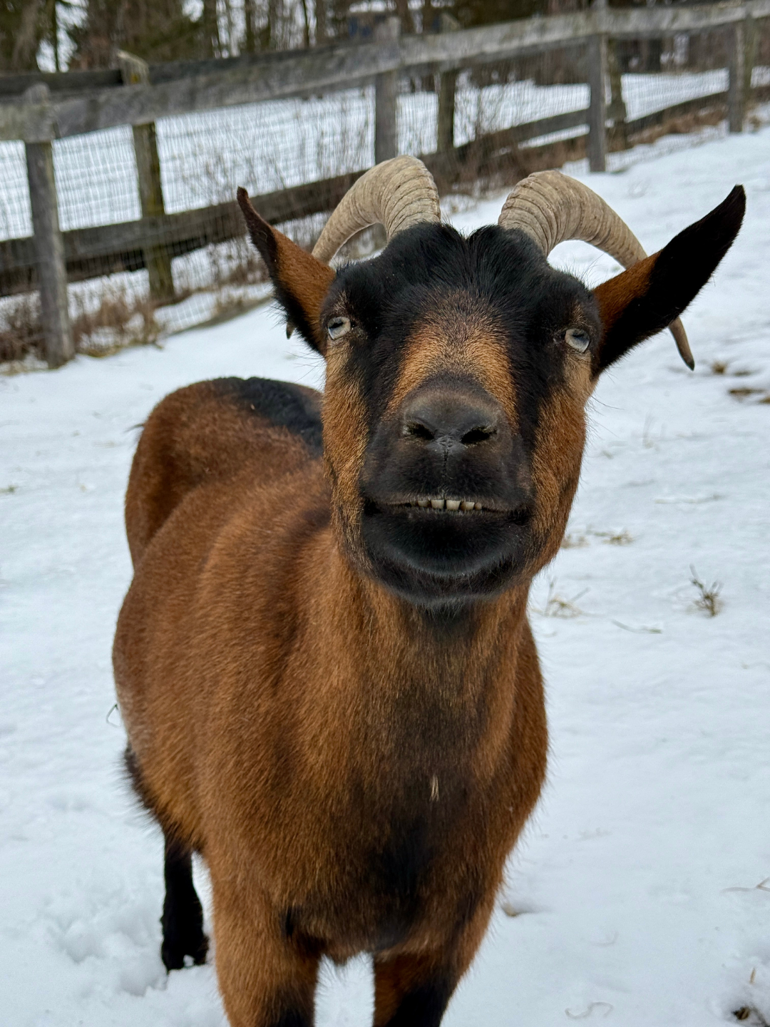 Dickon the lamancha wether goat here at Catskill Animal Sanctuary.