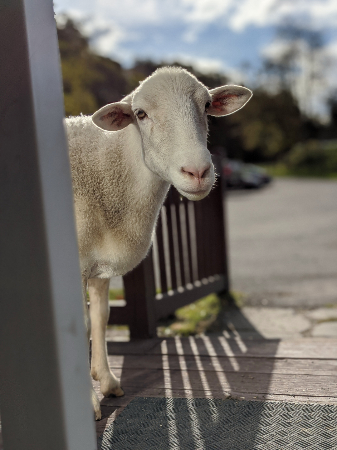 Ferguson the underfoot wether sheep playing at Catskill Animal Sanctuary.
