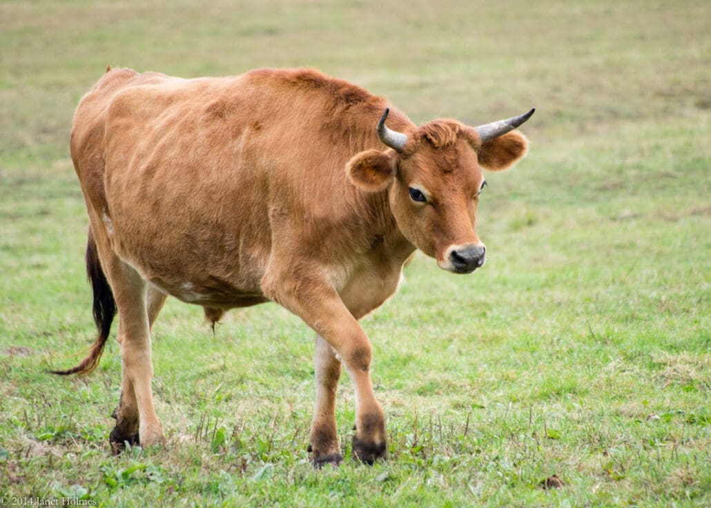 Catskill Animal Sanctuary