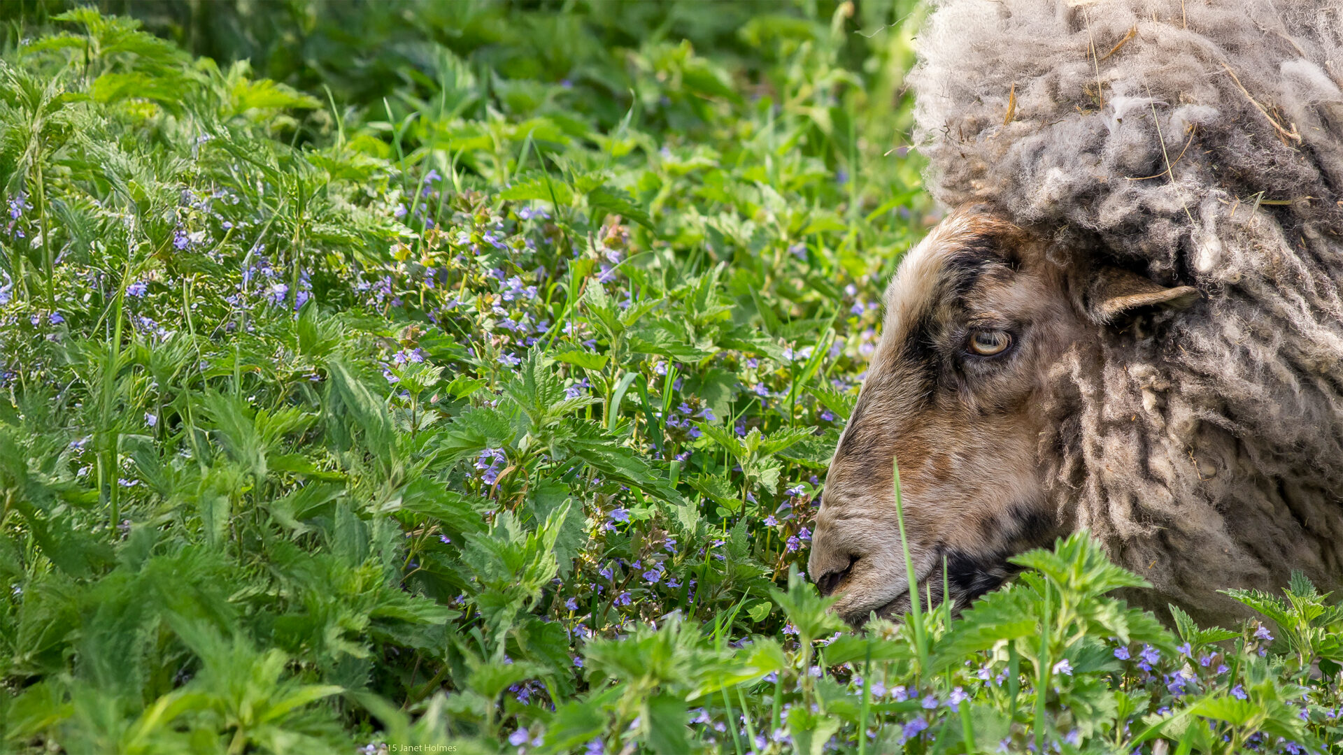 Get Involved | Supporting Catskill Animal Sanctuary